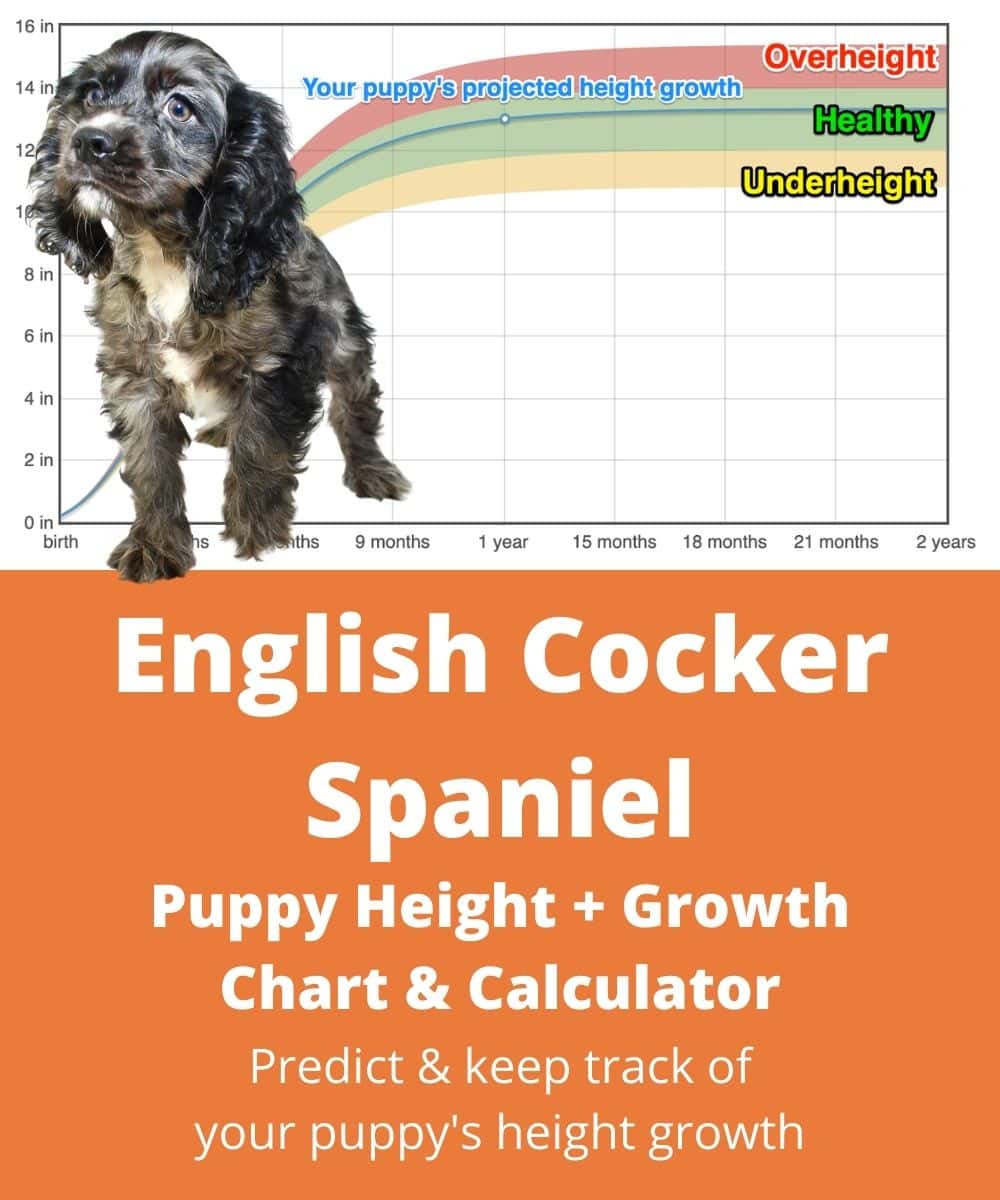 english-cocker-spaniel Puppy height Growth Chart english-cocker-spaniel Puppy height Growth Chart